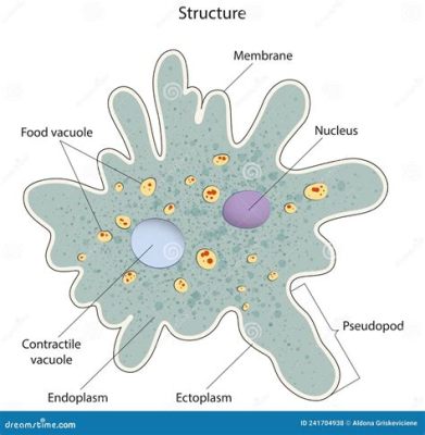 Amoeba! A Single-Celled Blob That Will Amaze You With Its Remarkable Adaptations and Diverse Environments.