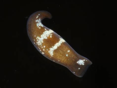 Convoluta! These Graceful, Gliding Flatworms Are Masters of Marine Mystery