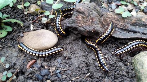  Elateridae Millipedes: Are These Armored Earthworms Secretly Superheroes in Disguise?