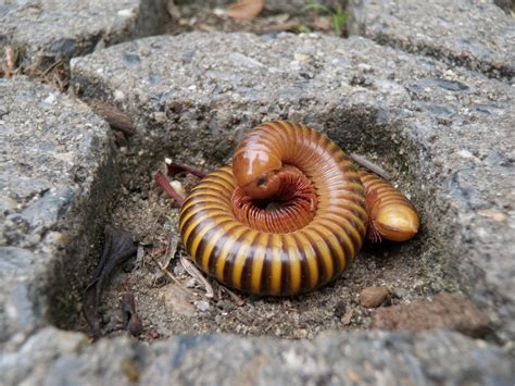  Hunting Millipedes! Discover the Fascinating World of Herbivorous, Armored, and Adorable Hulking Millipedes