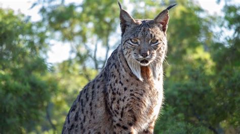  Iberian Lynx - Where Forest Ghosts Meet Feline Prowess!