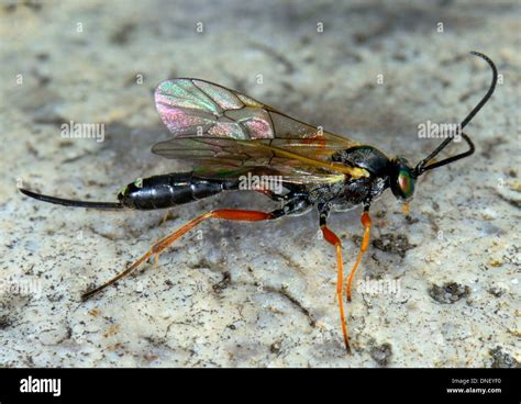 Ichneumon Wasp: A Parasitic Predator With Needle-Sharp Ovipositor That Delivers Death To Its Host!