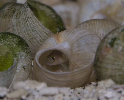  Juno Snail: A Tiny Shell Dweller With an Unpredictable Appetite