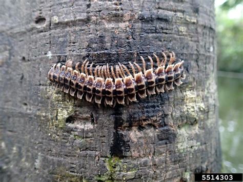 Korean Millipede: A Perfectly Armored Earth Mover That Exhibits Remarkable Adaptations for Subterranean Living!