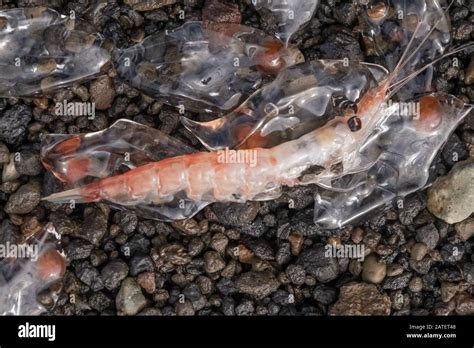 Krill: Tiny Crustaceans That Make Up One Of The Most Important Food Sources In Our Oceans!