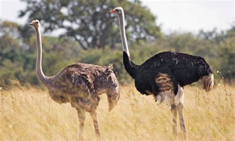  Ostrich! These Flightless Birds Are Known For Their Incredible Speed And Powerful Kicks