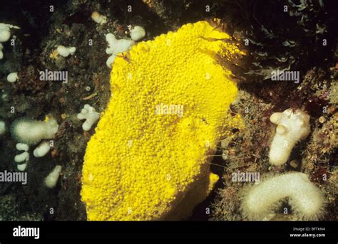  Cliona Celata: A Boring Sponge That Lives an Exciting Underwater Life! 