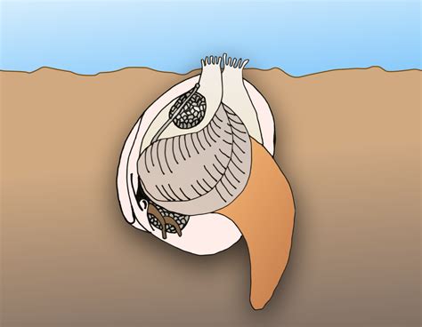  Cockle  A Masterful Filter Feeder With An Intriguing Attachment To Shallow Coastal Waters!