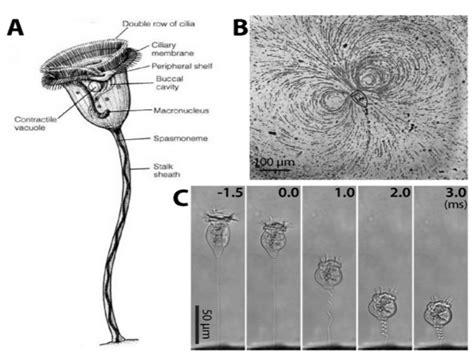  Epidinium! A Remarkably Elegant Ciliate That Thrives In Aquatic Environments