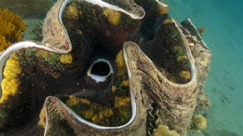 Giant Clam: Exploring the Remarkable Lifestyle of These Deep-Sea Jewels Hiding Within Coral Reefs!