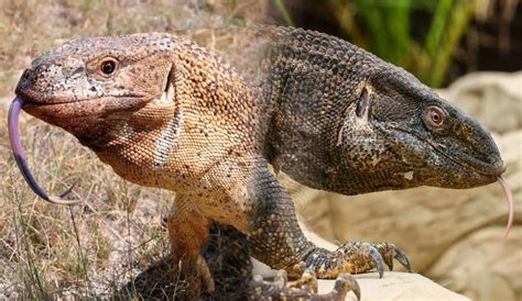 Monitor Lizards: Agile Hunters With Scales That Shimmer Under the Tropical Sun!