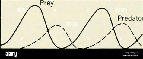  Peridinium! An Exquisite Microcosm Exhibiting Both Photosynthesis and Predatory Behavior