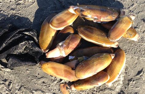 Razor Clam: A Master of Camouflage and High-Speed Burrowing!