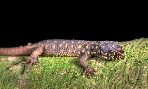  Yellow-Spotted Lizard: Discover This Striking Reptile That Crawls Like Lightning While Sunbathing on Rocky Shores!